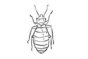 Bed Bug Control Raunds