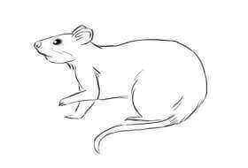 Rat Control Bletchley