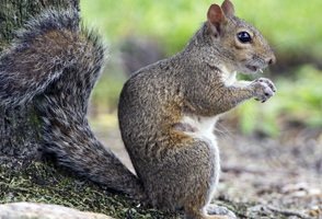 Squirrel Control Wolverton