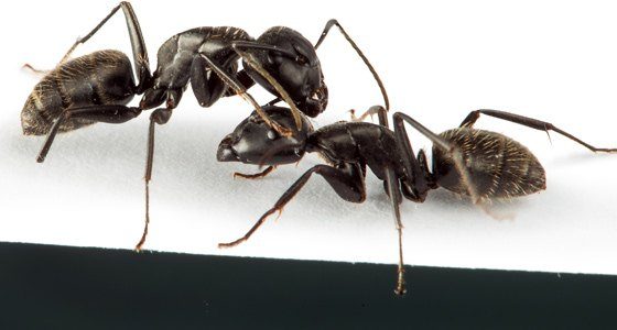 Ant Control Milton Keynes