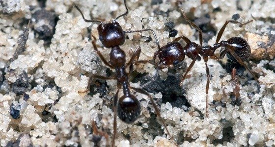 Ant Removal Milton Keynes