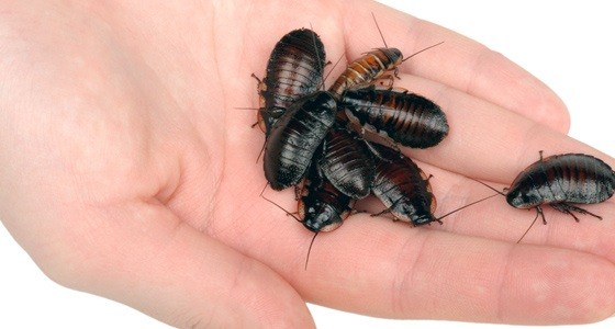 Cockroach Control Milton Keynes