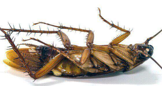 Cockroach Pest Control Milton Keynes