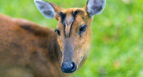Deer shooting Milton Keynes