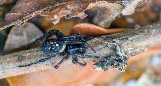 False black widow spider Milton Keynes
