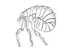 Flea Control Bicester