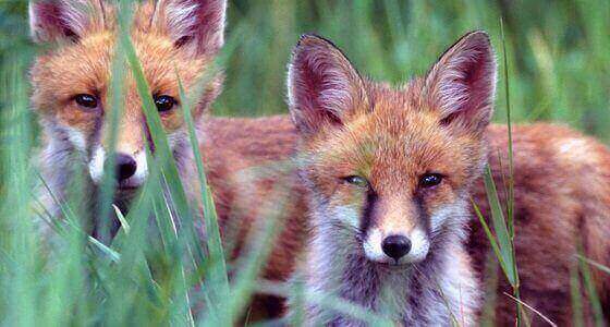 Fox Pest Control Milton Keynes