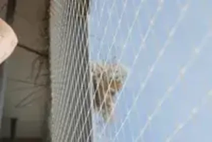 Bird netting services