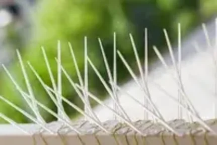 Bird spikes 