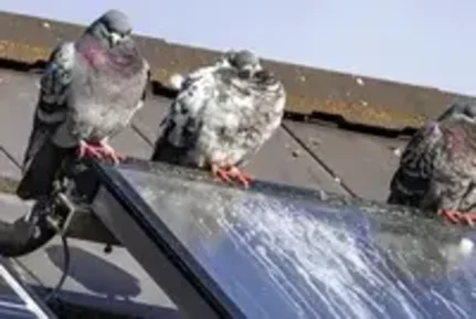 Solar panel bird proofing