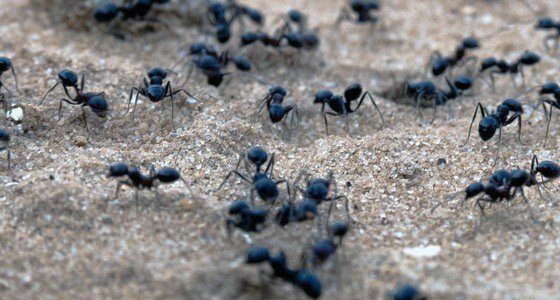 Ant Killer Milton Keynes