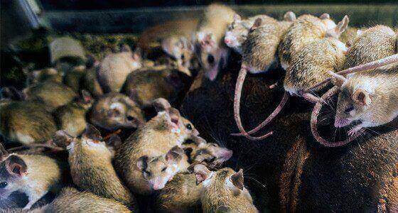 Wild Mice Removal Milton Keynes
