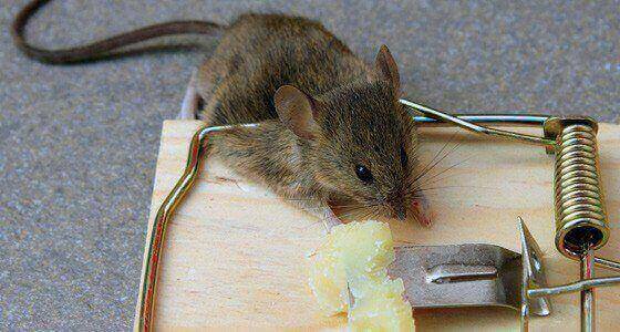 Mouse Trapping Milton Keynes