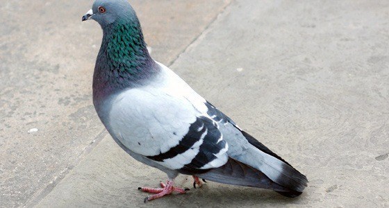 Pigeon Control Milton Keynes