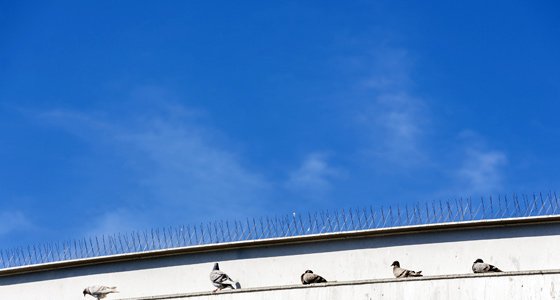 Pigeon Spikes Olney