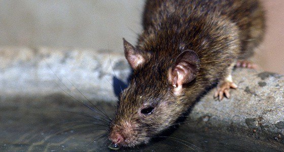Rat Control Milton Keynes