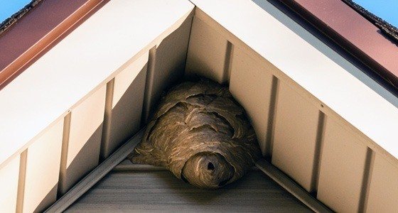 Wasp Nest Removal Desborough
