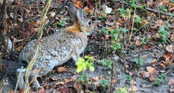 Wild Rabbit Control Milton Keynes
