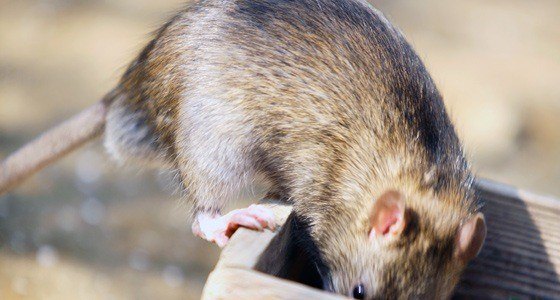 Wild Rat Removal Milton Keynes