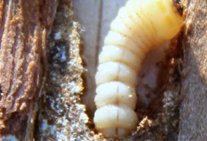 Woodworm Control Woburn Sands